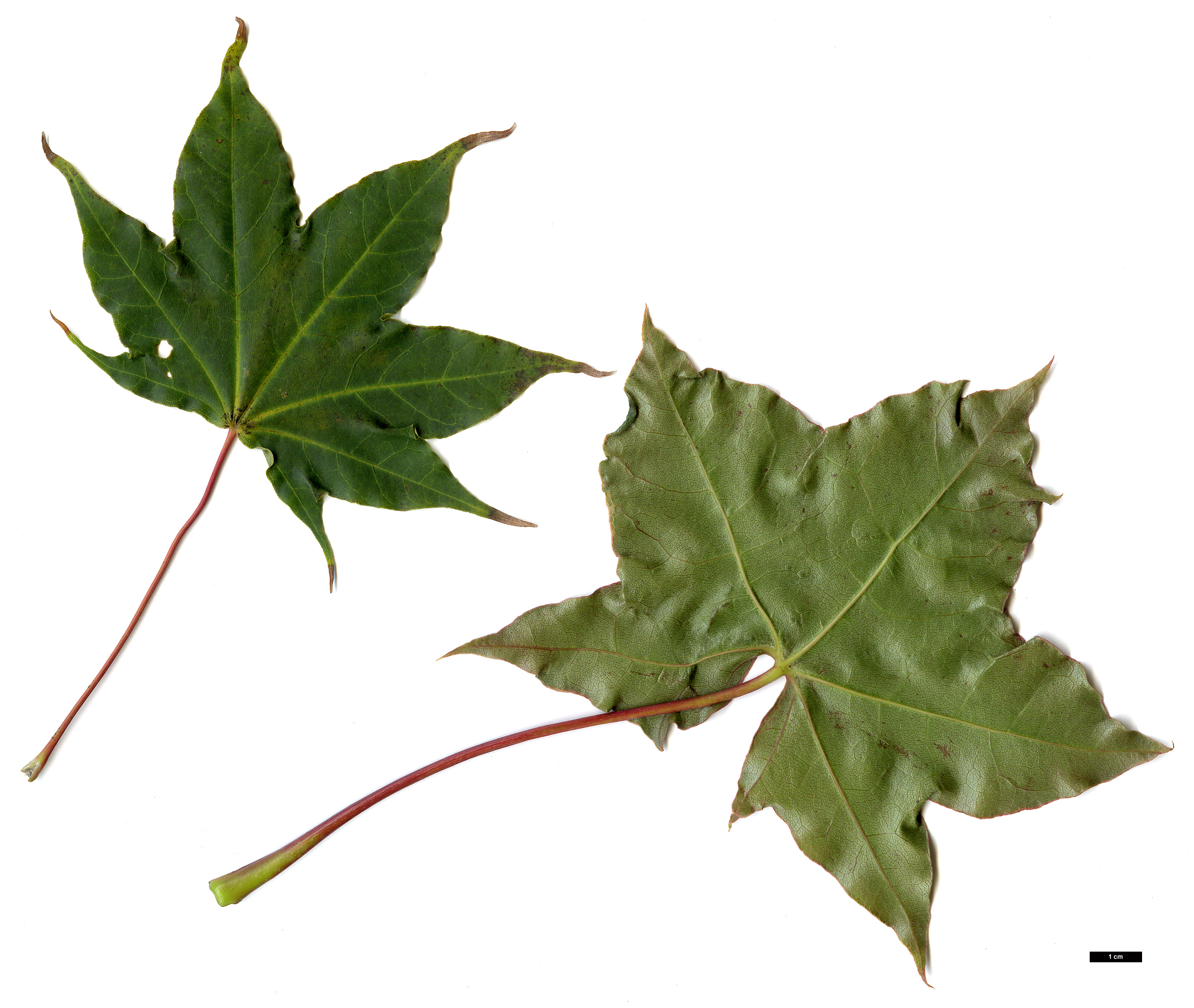 High resolution image: Family: Sapindaceae - Genus: Acer - Taxon: cappadocicum - SpeciesSub: subsp. cappadocicum